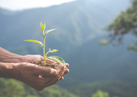 Mains tenant une jeune pousse, symbole d'une carrière environnementale pleine de potentiel.